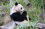 大熊猫产地的探秘